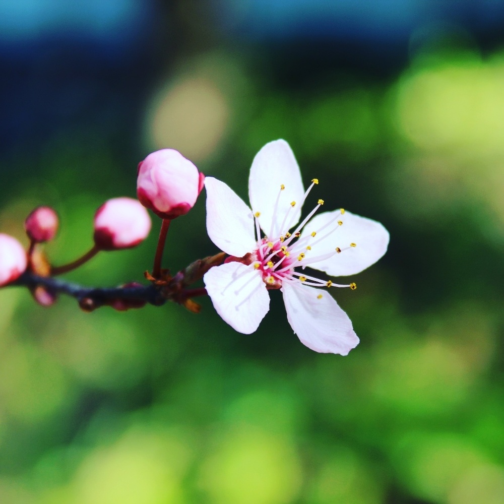 Meet your Posher, Morticia